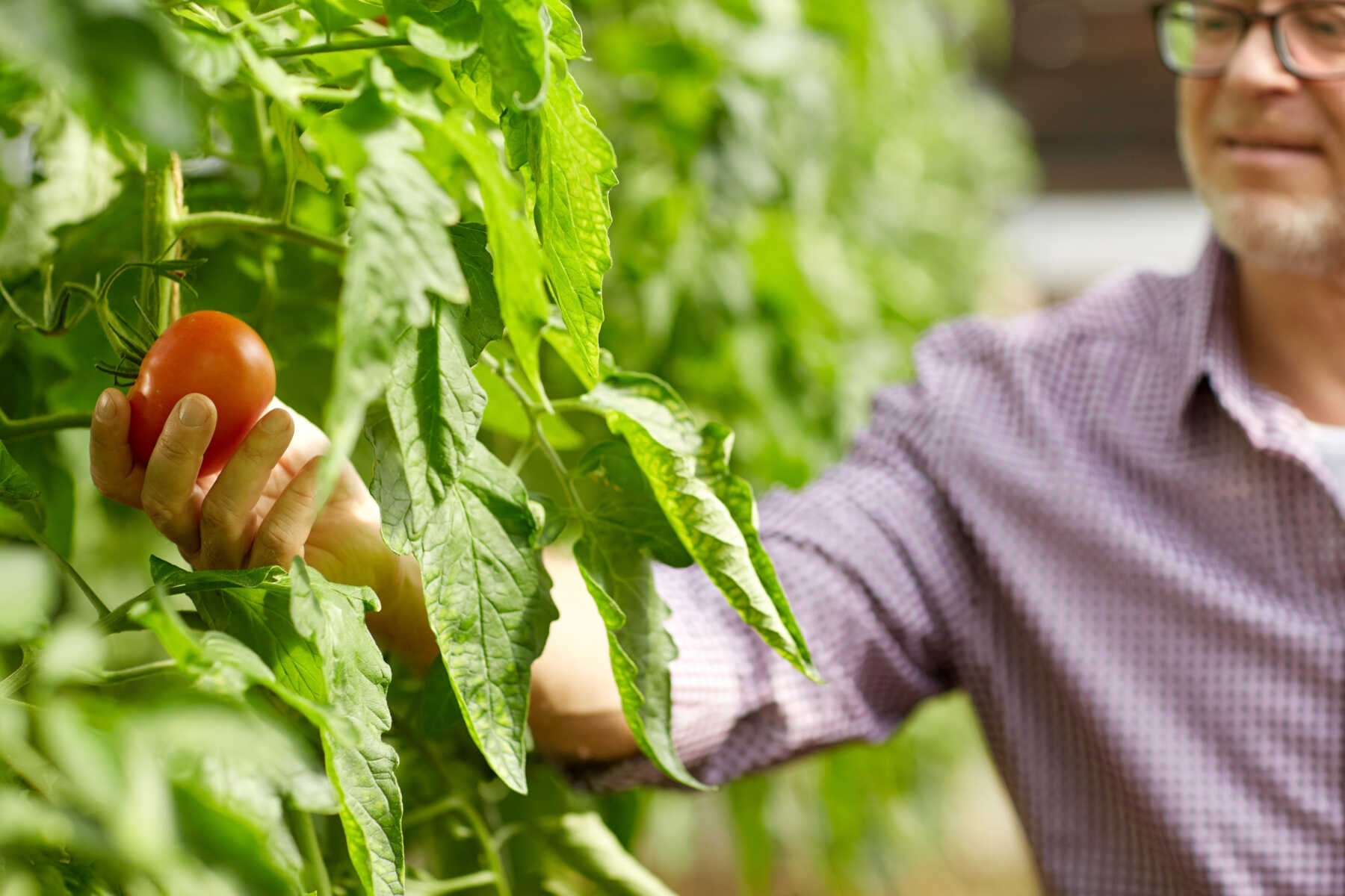 Agricoltore in un campo di pomodori