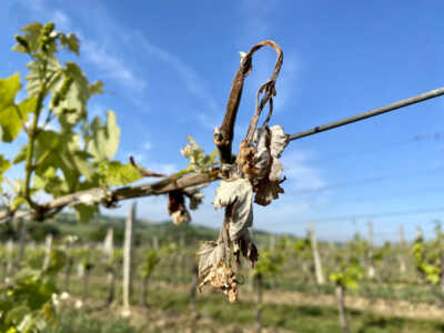 vigneto-colpito-da-una-gelata----rischio-gelate-tardive---Agricolus