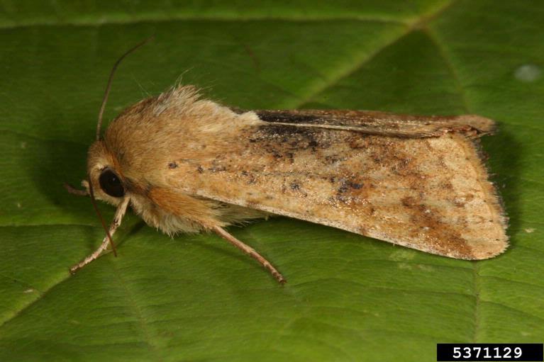 old world bollworm, cotton bollworm (Helicoverpa armigera)