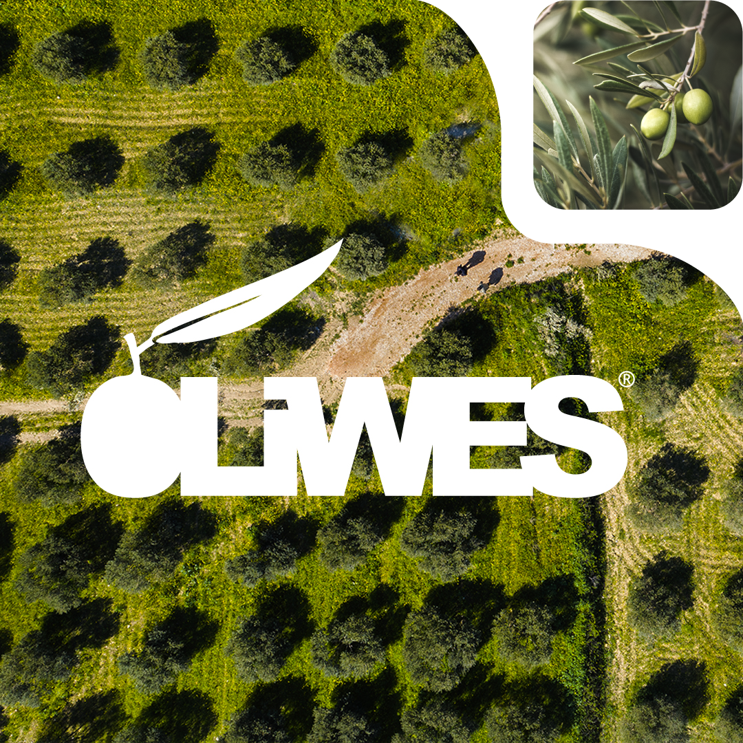 Oliveto visto dall'alto con logo Oliwes e dettaglio olive sul ramo