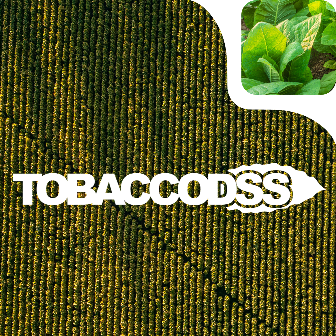 coltivazione di tabacco vista dall'alto con logo TobaccoDSS e dettaglio di foglie di tabacco