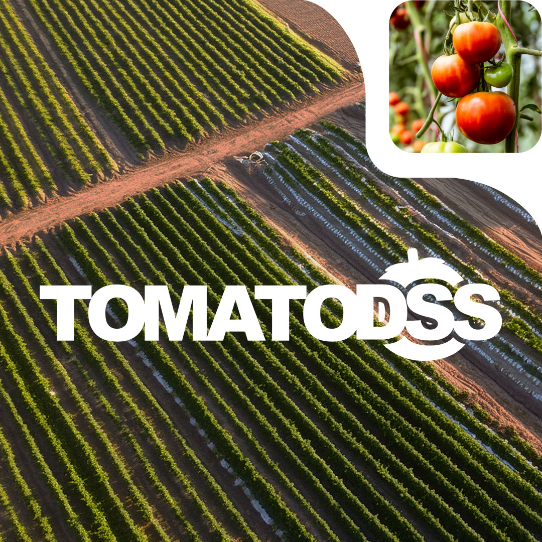 campo di pomodori con logo TomatoDSS e dettaglio di pomodori sulla pianta