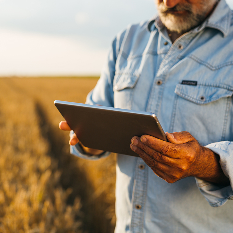Agricoltore in campo di grano che legge qualcosa su un tablet