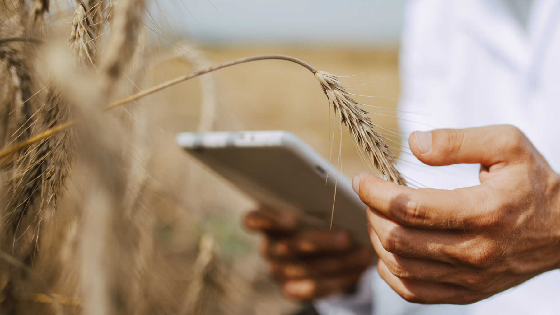 agricoltore-con-smartphone-che-osserva-una-spiga---Agricolus