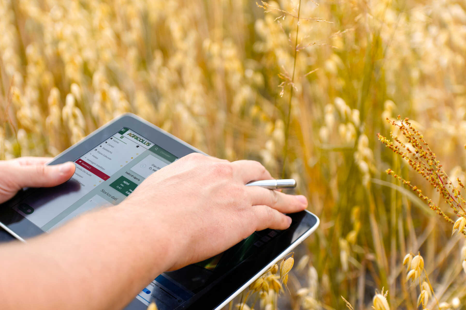 mani che usano un tablet in un campo di cerealicole con schermata di immagini satellitari della piattaforma Agricolus Easy