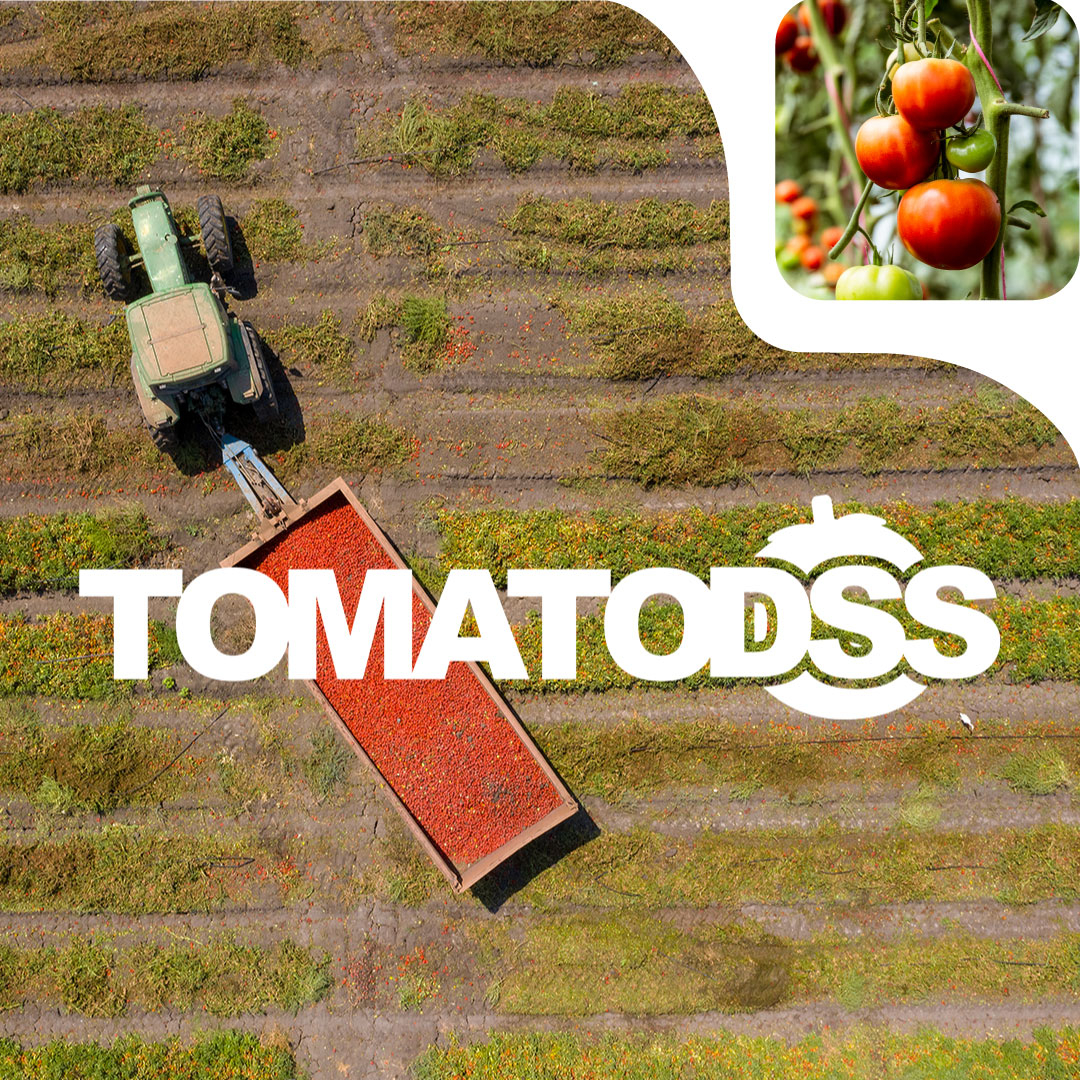 campo di pomodori con logo TomatoDSS e dettaglio di pomodori sulla pianta