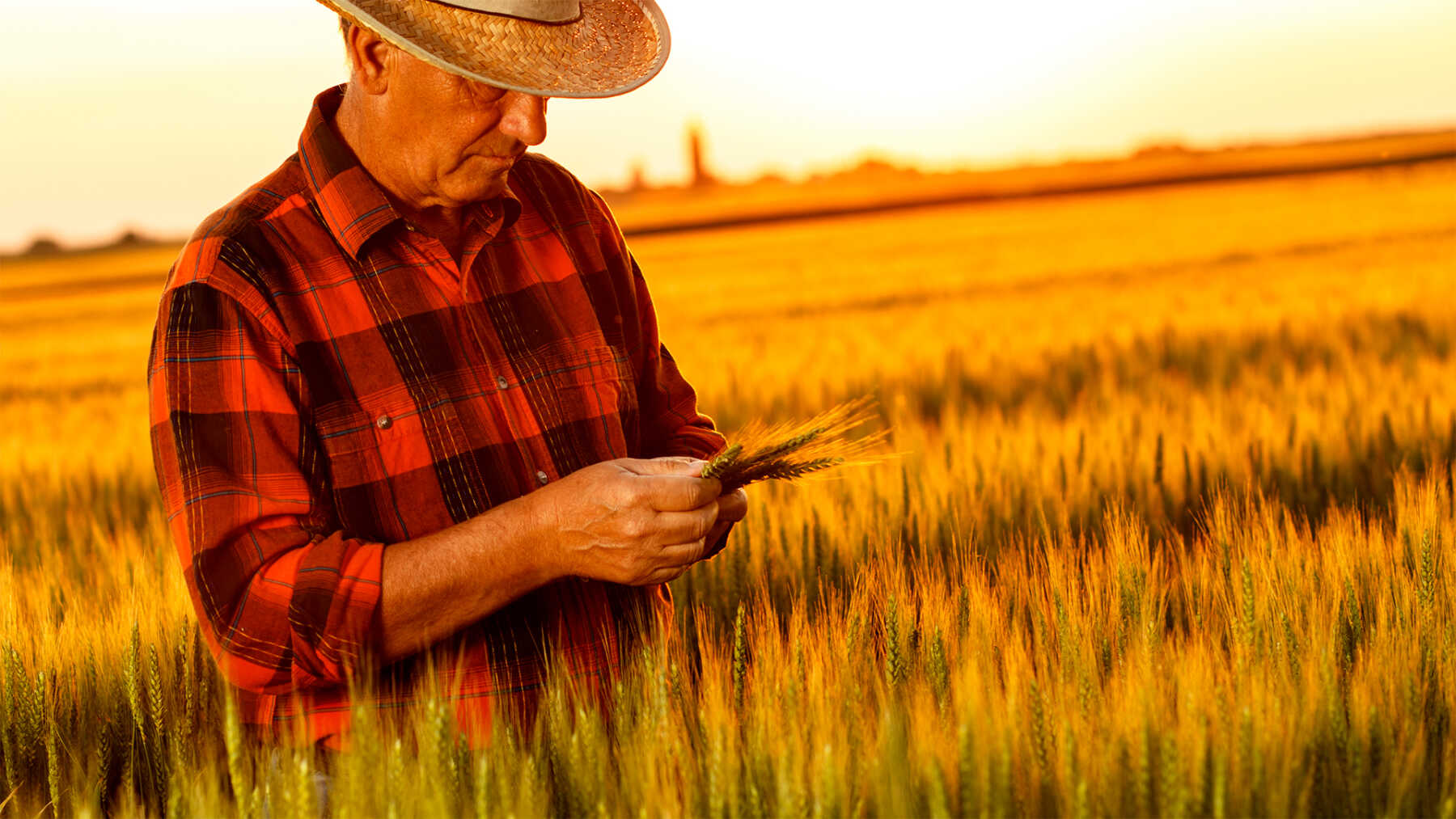 Agricoltore in campo di frumento che controlla le spighe