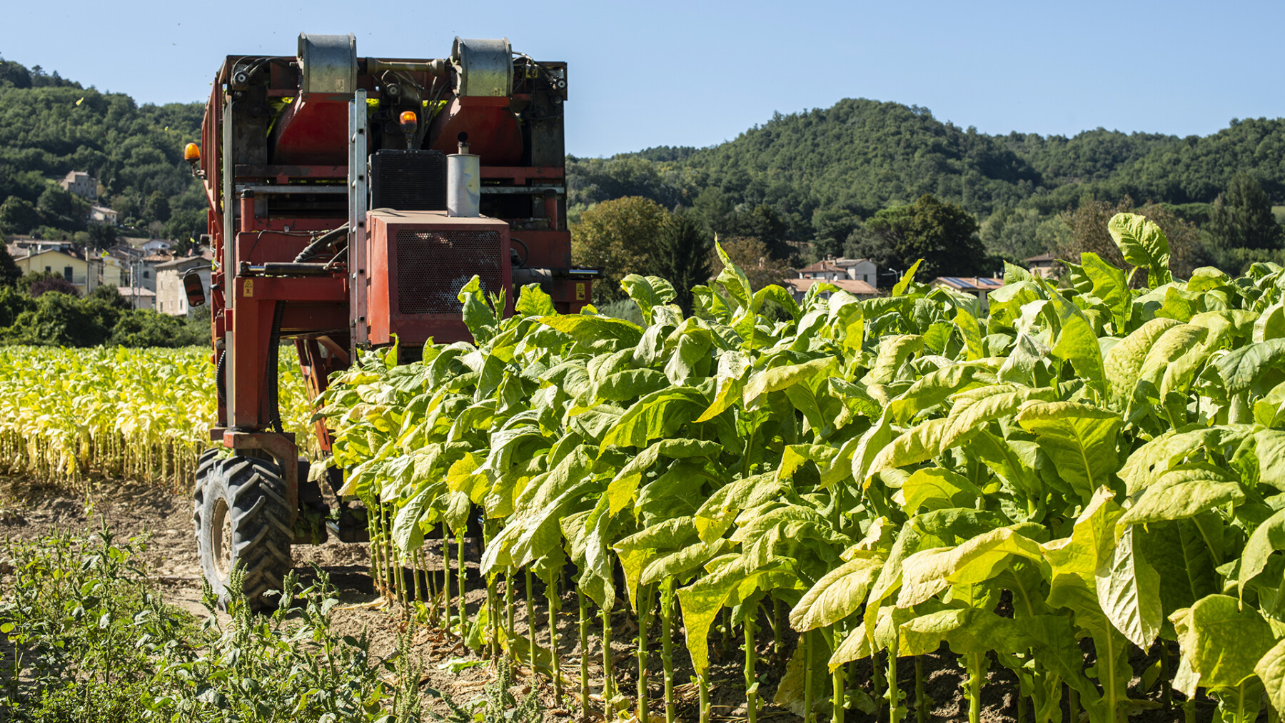 Macchinario in campo di tabacco per la raccolta