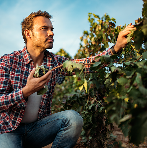 viticoltore in vigna che controlla la maturazione dell'uva