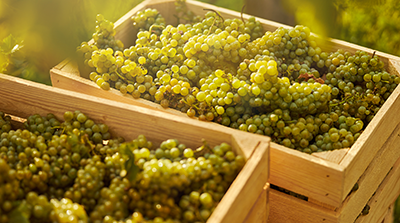 Cassetta in vigna con grappoli di uva bianca - Maturazione-dell’uva