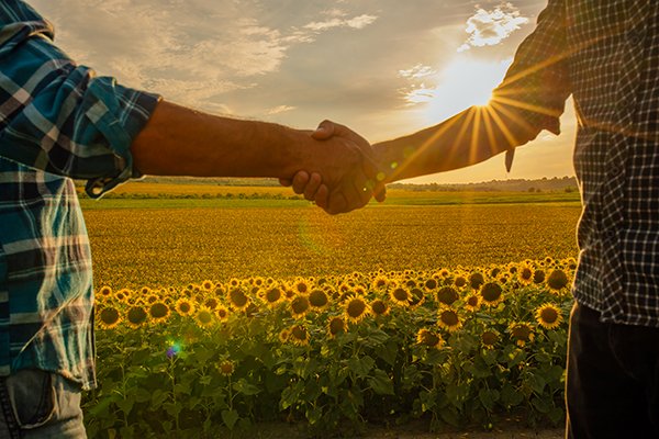 uomini in campo agricolo al tramonto che si stringono la mano