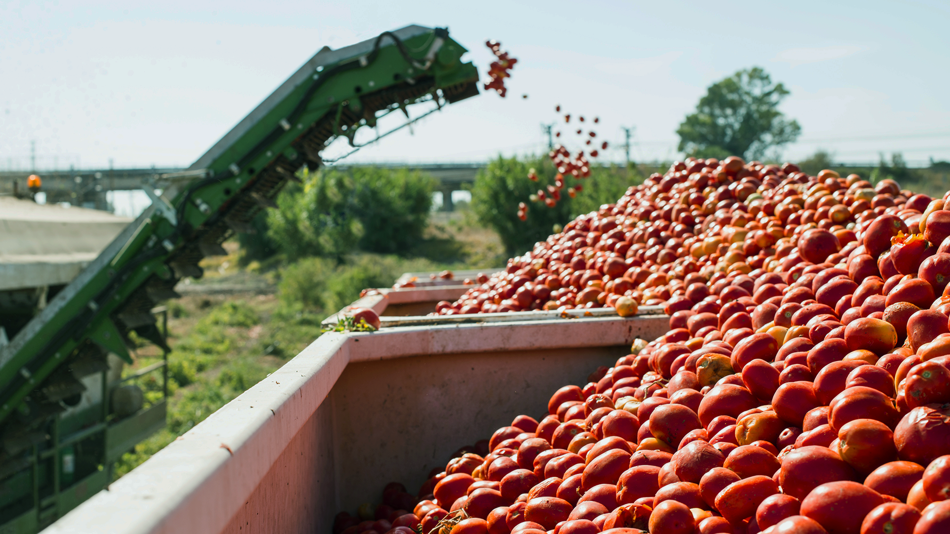 La raccoglitrice raccoglie i pomodori nel rimorchio