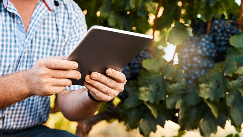 Agricoltore con laptop in vigna per monitoraggio della vendemmia con strumenti digitali