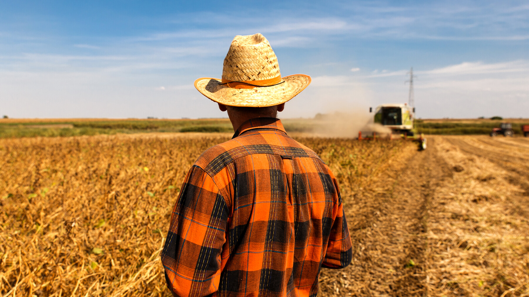 Agricoltore di spalle in campo di cereali che guarda la mietitrebbia che effettua il raccolto