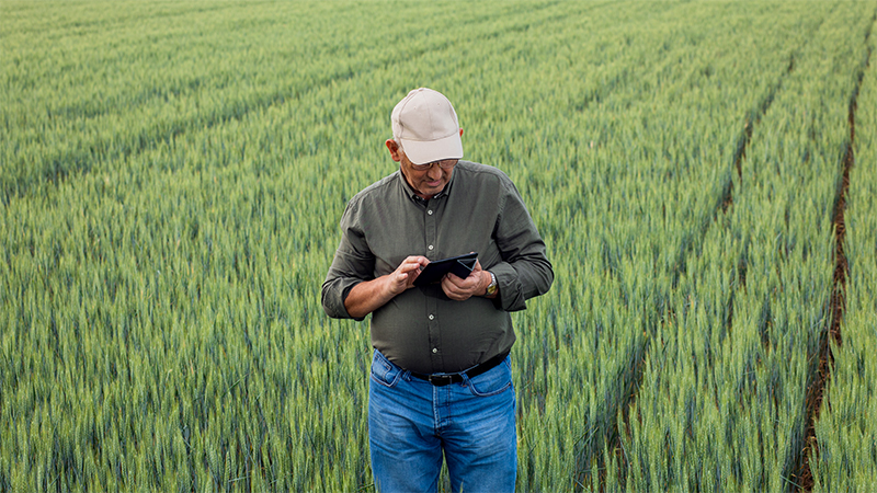 agricoltore senior in campo che consulta un tablet