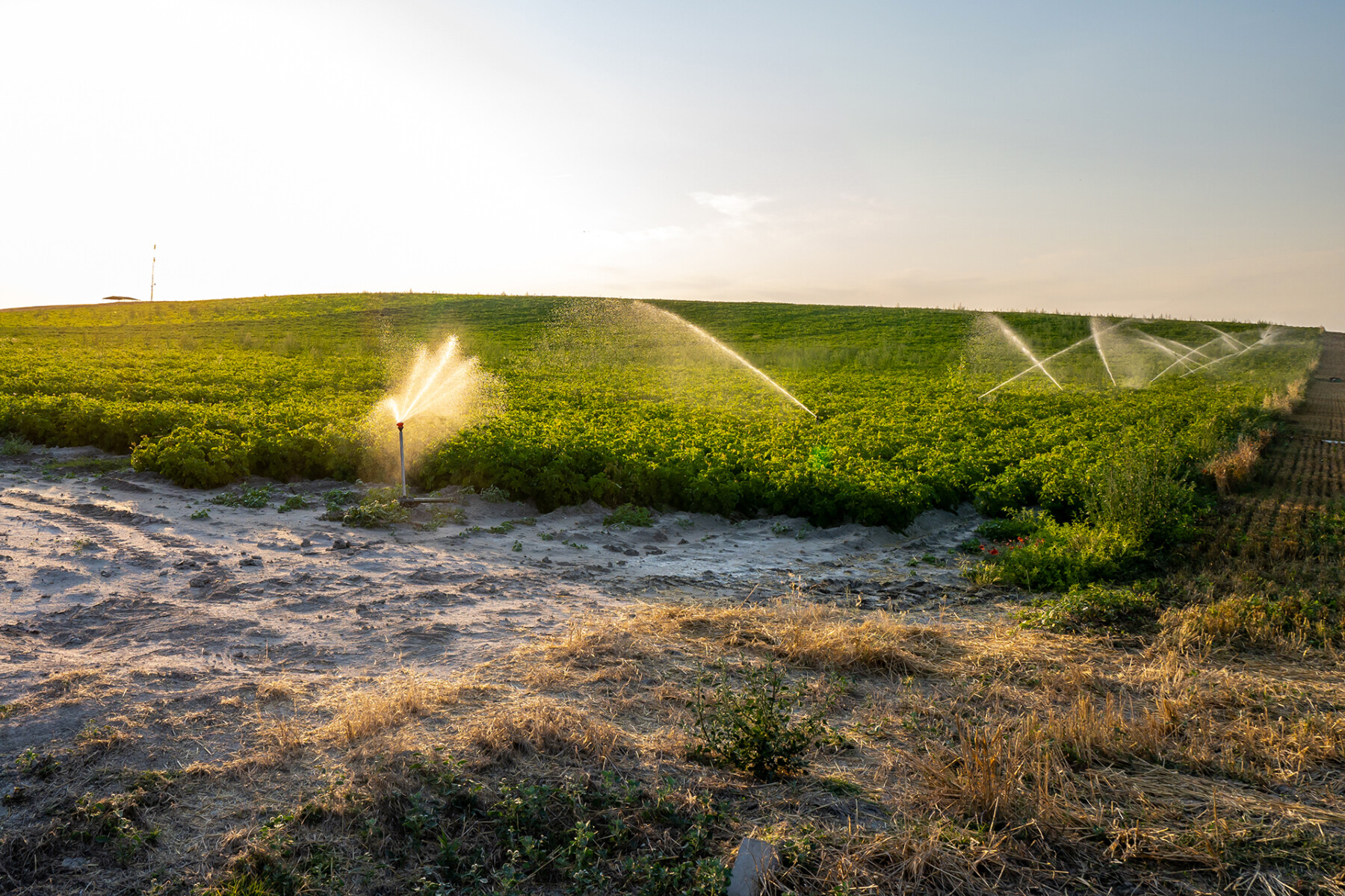 irrigatori in campo