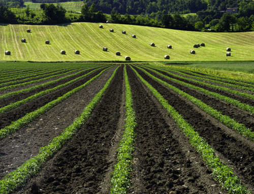 La sostenibilità in agricoltura