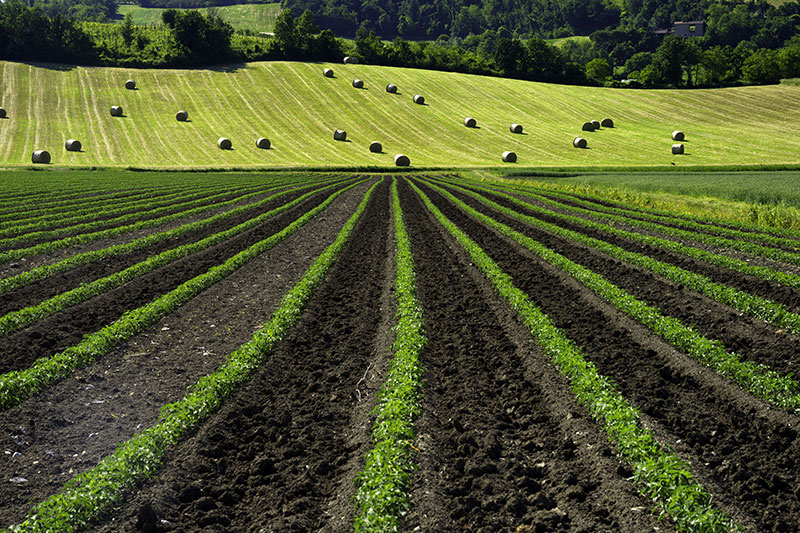 paesaggio agricolo, campo arato e con germogli in primo piano e altri appezzamenti di terreno con rotazione colturale - esempio di sostenibilità ambientale