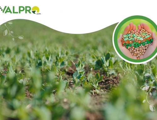 VALPRO Path: innovating business models for protein plant production in Europe