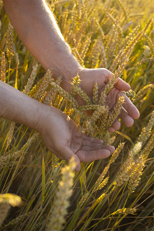 mani che controllano le spighe del frumento in campo - Agricolus