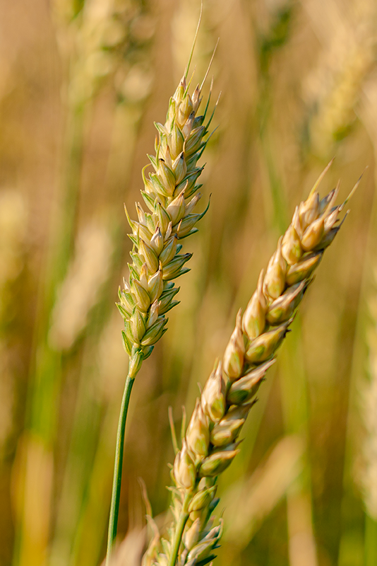 dettagli di spieghe di frumento tenero in campo - Agricolus