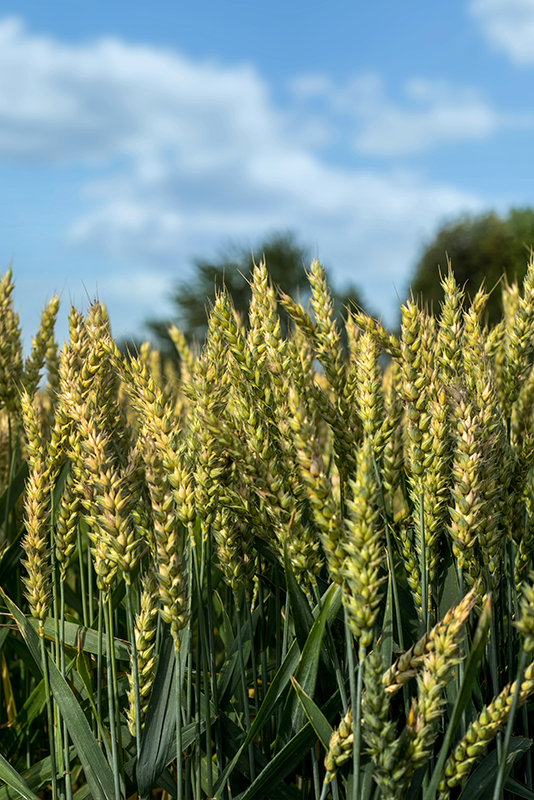 grano tenero verde - Agricolus