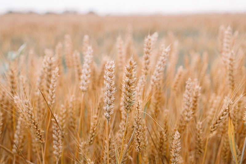 campo di grano tenero - Agricolus