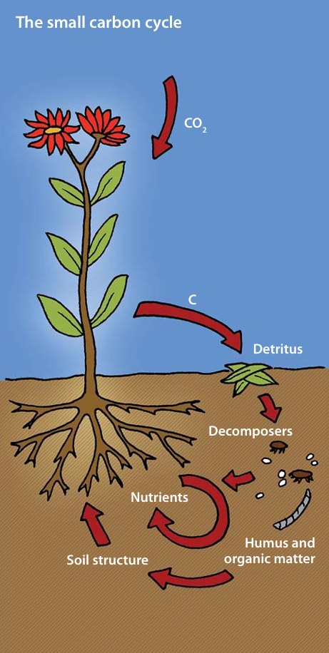 infografica col ciclo del carbonio - da https://climate.ec.europa.eu/system/files/2016-11/soil_and_climate_en.pdf